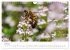 Hummeln und Bienen (Wandkalender 2025... - Bild 13
