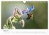 Hummeln und Bienen (Wandkalender 2025... - Bild 14