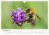 Hummeln und Bienen (Wandkalender 2025... - Bild 15