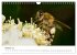 Hummeln und Bienen (Wandkalender 2025... - Bild 3