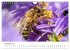 Hummeln und Bienen (Wandkalender 2025... - Bild 4