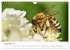 Hummeln und Bienen (Wandkalender 2025... - Bild 5