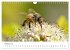 Hummeln und Bienen (Wandkalender 2025... - Bild 8