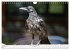 Rabenvögel - ganz nah (Wandkalender... - Bild 13