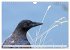 Rabenvögel - ganz nah (Wandkalender... - Bild 15