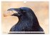 Rabenvögel - ganz nah (Wandkalender... - Bild 5