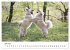Islandhunde (Wandkalender 2025 DIN A3... - Bild 12