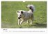 Islandhunde (Wandkalender 2025 DIN A3... - Bild 13