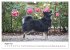Islandhunde (Wandkalender 2025 DIN A3... - Bild 14