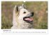 Islandhunde (Wandkalender 2025 DIN A3... - Bild 15