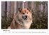Islandhunde (Wandkalender 2025 DIN A3... - Bild 3