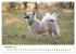 Islandhunde (Wandkalender 2025 DIN A3... - Bild 4