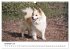 Islandhunde (Wandkalender 2025 DIN A3... - Bild 5