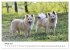Islandhunde (Wandkalender 2025 DIN A3... - Bild 7