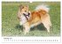 Islandhunde (Wandkalender 2025 DIN A3... - Bild 8