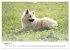 Islandhunde (Wandkalender 2025 DIN A3... - Bild 9