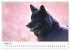 Islandhunde (Wandkalender 2025 DIN A3... - Bild 10