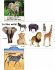 Animals (Slide & Surprise!) - Bild 2