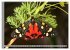 SCHMETTERLINGE DER NACHT (Wandkalender... - Bild 11