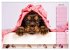 English Cocker Spaniel Welpen... - Bild 12