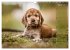 English Cocker Spaniel Welpen... - Bild 14
