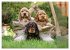 English Cocker Spaniel Welpen... - Bild 15