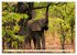 Die Elefanten von Sambia (Wandkalender... - Bild 11