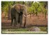 Die Elefanten von Sambia (Wandkalender... - Bild 14