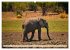 Die Elefanten von Sambia (Wandkalender... - Bild 5