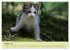 Junge Katzen im Wald (hochwertiger... - Bild 2