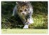 Junge Katzen im Wald (hochwertiger... - Bild 12