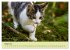 Junge Katzen im Wald (hochwertiger... - Bild 13