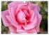 Romantische Rosenträume (Wandkalender... - Bild 11
