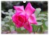 Romantische Rosenträume (Wandkalender... - Bild 15