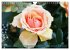 Romantische Rosenträume (Wandkalender... - Bild 4