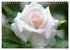 Romantische Rosenträume (Wandkalender... - Bild 7