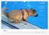 LUSTIGE HUNDEWELT Hunde in... - Bild 12