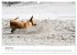 LUSTIGE HUNDEWELT Hunde in... - Bild 7