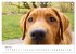 Lebensfrohe Labradore (Tischkalender... - Bild 12