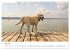 Lebensfrohe Labradore (Tischkalender... - Bild 13