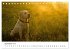 Lebensfrohe Labradore (Tischkalender... - Bild 15