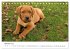 Lebensfrohe Labradore (Tischkalender... - Bild 3