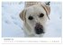 Lebensfrohe Labradore (Tischkalender... - Bild 5