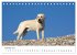 Lebensfrohe Labradore (Tischkalender... - Bild 8