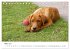 Lebensfrohe Labradore (Tischkalender... - Bild 9