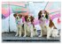 Coole bunte Hunde (Wandkalender 2025... - Bild 11