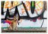 Coole bunte Hunde (Wandkalender 2025... - Bild 14