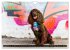 Coole bunte Hunde (Wandkalender 2025... - Bild 15