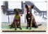 Coole bunte Hunde (Wandkalender 2025... - Bild 4