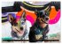 Coole bunte Hunde (Wandkalender 2025... - Bild 10